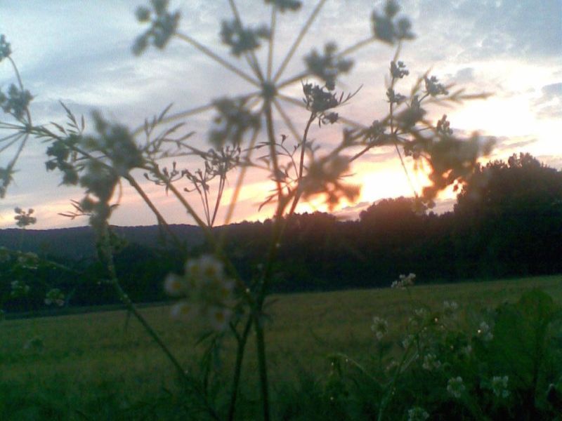 Filigrane Doldenblüten einer Wiesenpflanze zeichnen sich im Nahfokus vor einer weiten Landschaft im warmen Abendlicht des Sonnenuntergangs ab. Die stimmungsvolle Aufnahme verbindet Naturbeobachtung und emotionale Bildsprache im Programm des Badischen Landesmuseums.