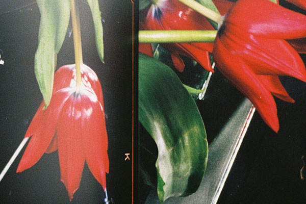 Zwei fotografische Detailaufnahmen roter Blüten und grüner Blätter vor dunklem Hintergrund. Die farbintensive Bildserie verbindet zeitgenössische Kunst, florale Motive und Kultur im Kontext der Ausstellung Bloom up! des Badischen Landesmuseums und der Staatlichen Kunsthalle Baden-Baden.