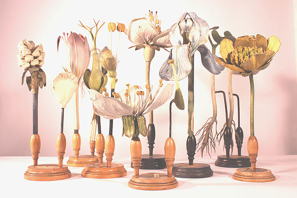 Blütenmodelle der Verlagsanstalt für Botanische Modelle von Robert und Reinhold Brendel, Foto: Helmholtz-Gymnasium