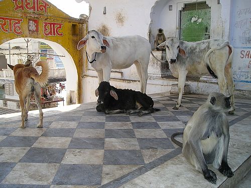 Fotografie, die eine Szene aus Indien zeigt: Kühe stehen auf der Straße. 